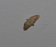 Cotachena hicana