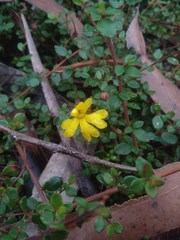 Hibbertia decumbens