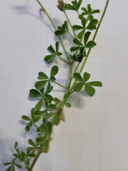 Indigofera limosa