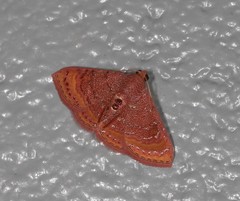 Homodes bracteigutta