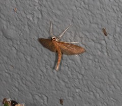 Hymenoptychis sordida