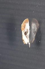 Westermannia gloriosa