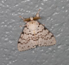 Lymantria pelospila