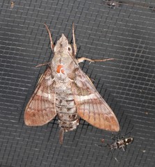 Macroglossum errans