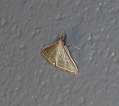 Myrmidonistis hoplora