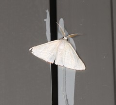 Oenochroma infantilis