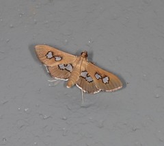 Omiodes odontosticta