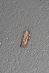 Prionopterina modesta