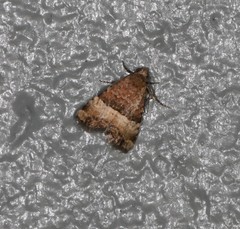 Pseudozarba orthopetes