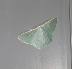 Thalassodes dorsilinea