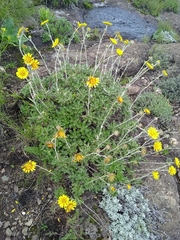 Berkheya rosulata