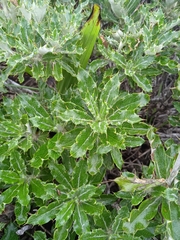 Berkheya rosulata