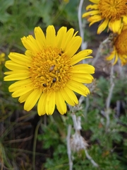 Berkheya rosulata