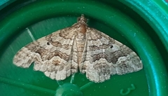 Mimoclystia explanata