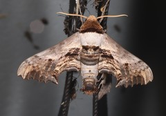 Imber tropicus
