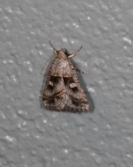 Acantholipes juba