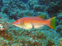 Bodianus scrofa
