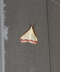 Autocharis hedyphaes