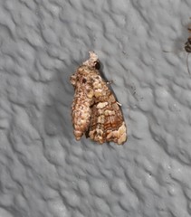Chlumetia