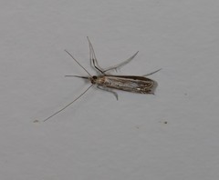Euclasta maceratalis