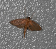 Hymenoptychis sordida