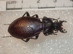 Carabus rossii