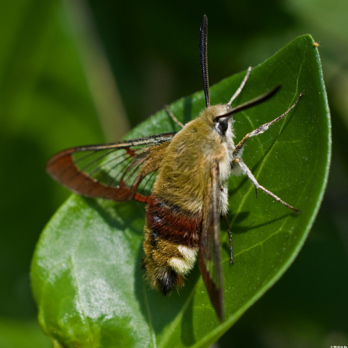 Broad-bordered Bee Hawkmoth