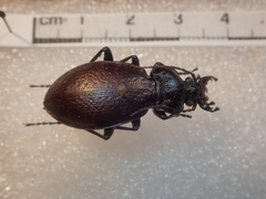 Carabus rossii