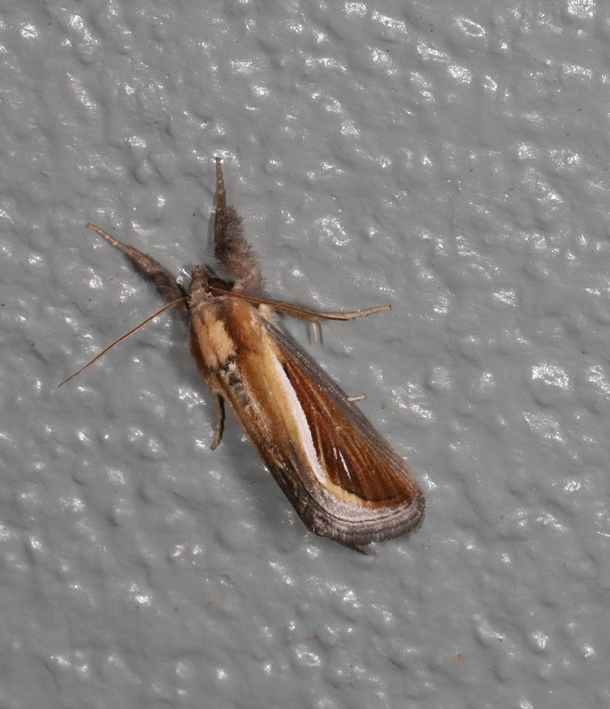 Leucogonia cosmopis