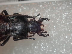 Carabus rossii