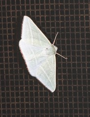 Oenochroma infantilis