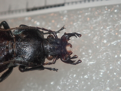 Carabus rossii