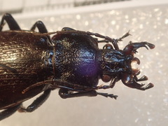 Carabus rossii