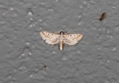 Parapoynx dentizonalis