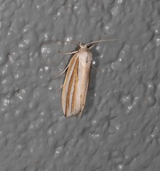 Prionopterina tritosticha