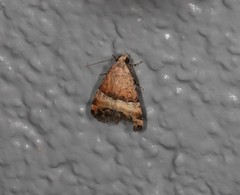 Pseudozarba orthopetes