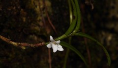 Angraecum pectinatum image