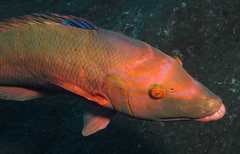 Bodianus scrofa