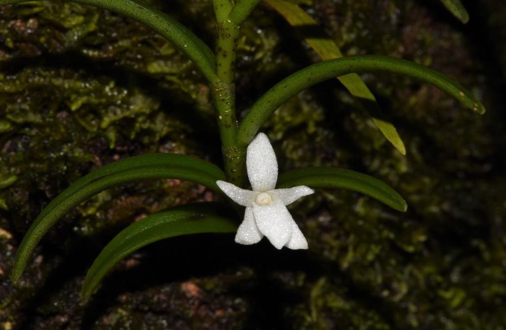 Angraecum pectinatum Thouars 3