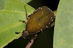 Clinteria chloronota