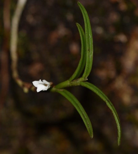 Angraecum image