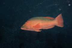 Bodianus scrofa