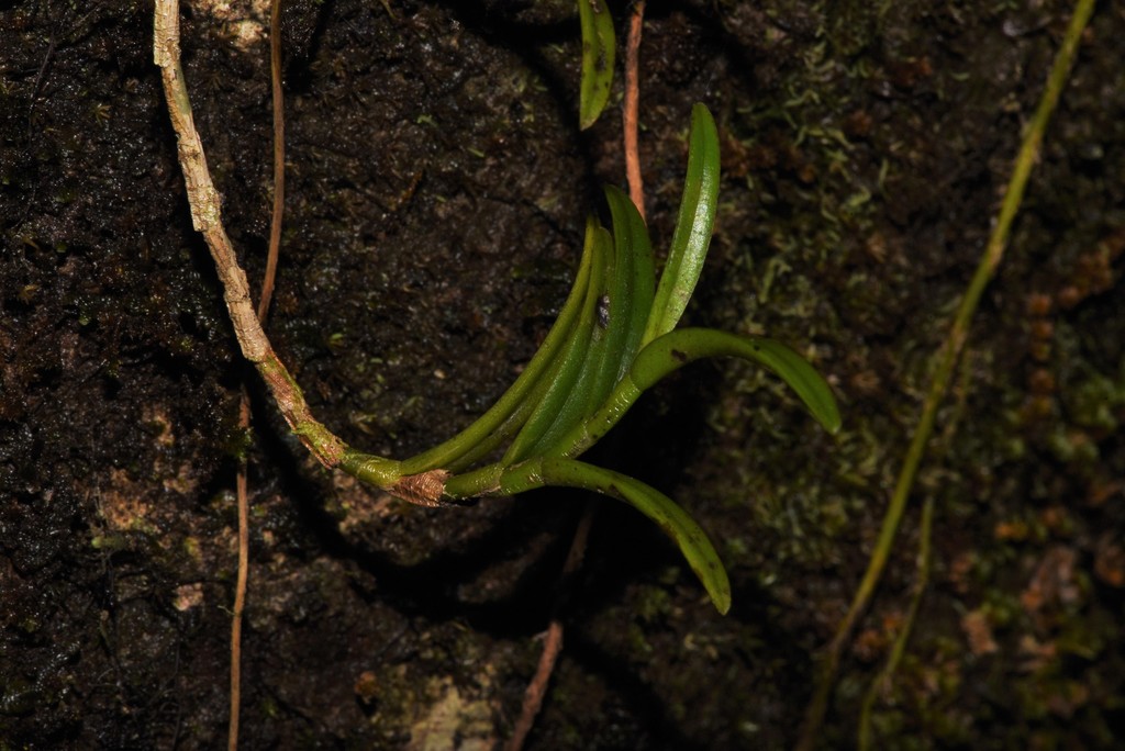 Angraecum pectinatum Thouars 4
