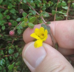 Hibbertia decumbens