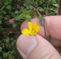Hibbertia decumbens