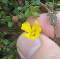 Hibbertia decumbens