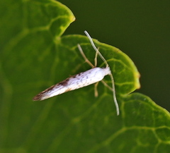 Argyresthia retinella