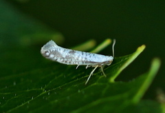 Argyresthia retinella