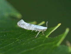 Argyresthia retinella
