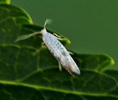 Argyresthia retinella
